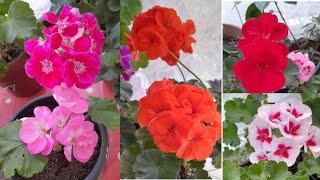 SARDUNYA ÇİÇEKLERİNE KIŞ BAKIMI NASIL OLMALI ÇOĞALTMA YÖNTEMLERİ #plants #garden  #sardunyabakımı