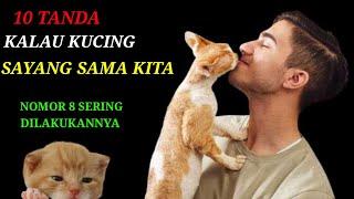 10 Tanda Kalau Kucing Sayang Sama Kita | Ciri Ciri Kucing Pintar | Anak Kucing ...