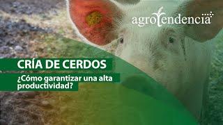 Producción de carne de CERDO de calidad