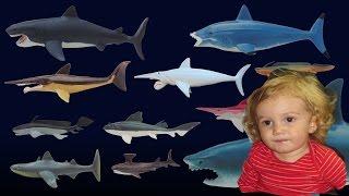 Kid's Picture Show Prehistoric Sharks - Oskar's Video Review