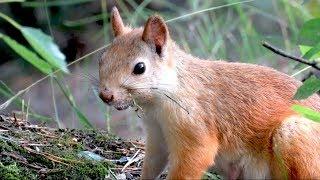 Белки летом, рыжие красавицы, Squirrels in summer