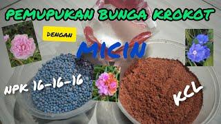 Waooow...!Cukup pakai penyedap rasa+npk 16+kcl , bikin krokot bunganya keroyokan