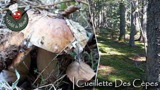 Ceps | Picking/Cleaning/Recipe