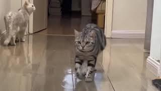 Gait of cats . Походка котов и кошек .#cats #кошки