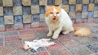 A crying mother trying to drag a man to her dying kitten. Just unbelievable