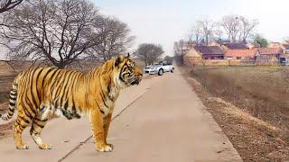 东北虎进村扑倒村民 | In China, the tiger came into the village to smash the car glass