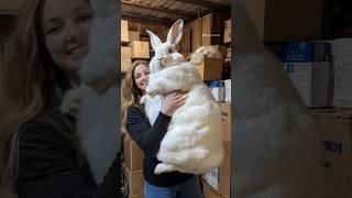 Congrats, Nicole! Your magical giant rabbit that speaks like a human is absolutely amazing!  #ai