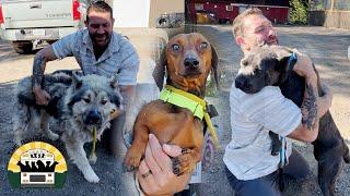 Can you believe all these dogs were going to be put down?? | The Asher House