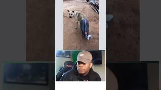 #memes #funnyvideo #shortsfeed