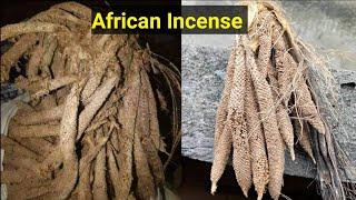  Unbelievable Spiritual Wonders Of African Incense / Palm Rasta...|| Our Fore Fathers Secrets #usa