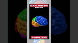 Human brain animation, brain 3d animation, Brain medical animation | Medical animation