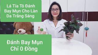 Làn Da Của Bạn Sẽ Hết Mụn Sáng Bóng Nếu Xông,  Đắp Lá Tía Tô/ Trị Mụn Bằng Lá Tía Tô.