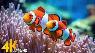 Aquarium 4K VIDEO (ULTRA HD)  Beautiful Coral Reef Fish - Relaxing Sleep Meditation Music #111