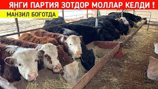 ЯНГИ ПАРТИЯ АНГУСЛАР КЕЛДИ МАНЗИЛ БОҒОТДА !!! ХОРАЗМ БОЗОР