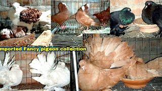 Imported Fancy pigeon collection and breeding loft of Bapon vai