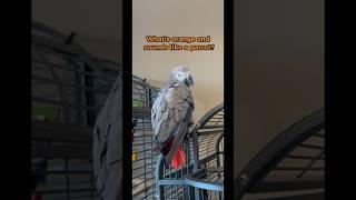 My African Grey reacts to my stupid bird joke  #talkingparrot