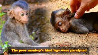 The poor baby monkey crawled with difficulty with his disabled hind legs and kept screaming in pain