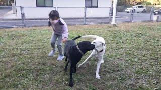 2週間の交換留学後 みーくんと再開 ラブラドール子犬 パピーウォーカー