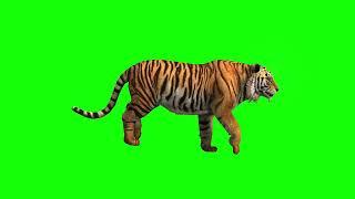 Green screen Tiger Animal chroma key 3d animation 4K hd #intecsols