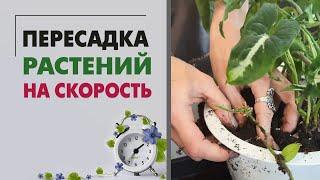 Пересадка на скорость. Как пересадить 9 растений меньше, чем за час.