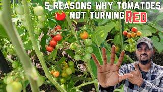 5 Reasons why tomatoes not ripening on the vine ! #tomato  #greentgarden #tomatoes #gardening