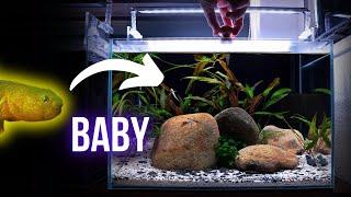 Tiny DESERT GOBIES rule their AQUARIUM WORLD | EP3 DESERT GOBY AQUARIUM