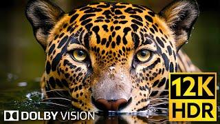 Dolby Vision  Wildlife 12K HDR 120fps in 2024 (EXTREME COLORS)