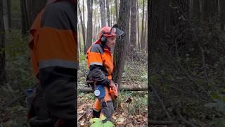 Обучение от опытного лесоруба #zimani #лесоруб #husqvarna #stihl