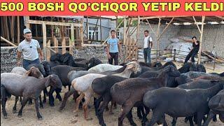 500 BOSH ABDUMALIKGA QO'CHQORLAR KELDI