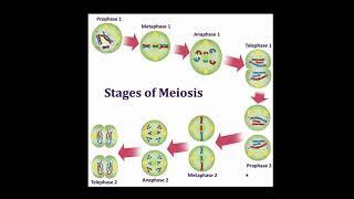 PPT: Meiosis