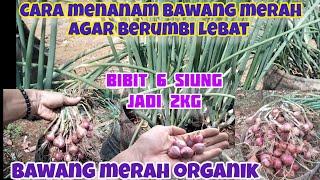 CARA MENANAM BAWANG MERAH AGAR BERUMBI LEBAT