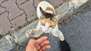 Cute Street Cat is so hungry that she hugs my hand and asks for food.