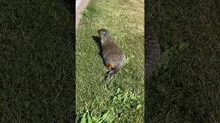 Look at my bum bum  #butt #funny #cute #life #canada #animal #groundhog #viral #lol #baby #memes