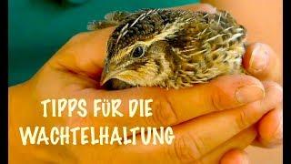 Die besten Tipps für die Wachtelhaltung mit Verena, Wachteln Fütterung, Zucht, Haltung, Eier, Stall