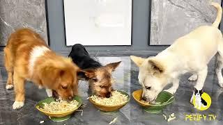 Puppies Food Review  Petify TV Dog Series 48 Puppies Food Review Channel Videos