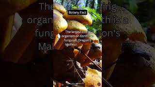 The largest living organism...Botany Fact