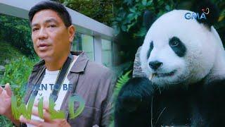 Doc Nielsen Donato meets the residents of Taipei Zoo | Born to be Wild