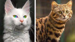 10 Rarest And Most UNIQUE Cats
