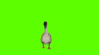 Duck Green Screen || no copyright || Mr. Green