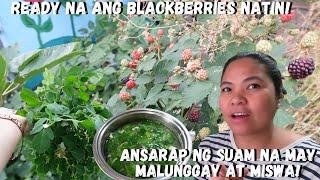 BUHAY AMERIKA: MAY BLACKBERRIES NA AT LUTO NG MALUNGGAY NA SUAM!