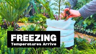 Protecting Plants in the Colder Winter Weather  ️