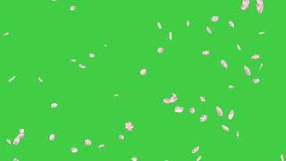 Flower petals animation green screen effect... flowers green screen effect...