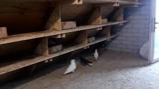 Голубятня  на Чердаке.(Горище).Голубиный Питомник Зализняк В.М.Pigeons