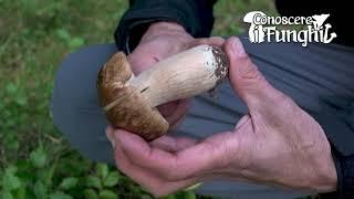 Conoscere i Funghi: Boletus edulis [ COMMESTIBILE ]