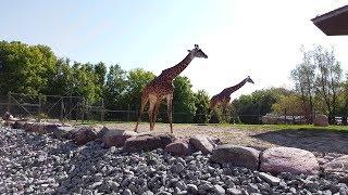 Toronto Zoo Tour Walkthrough 2018 [4K]