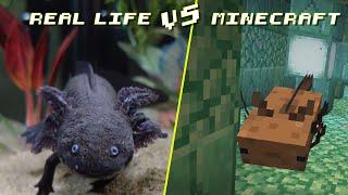 10 Differences Between Minecraft and Real Axolotls - Minecraft vs. Real Life