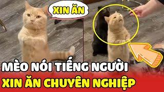 Chú mèo biết nói tiếng Việt đi vào bàn nhậu để xin miếng cá| Yêu Lu