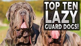 TOP 10 GUARD DOGS FOR LAZY PEOPLE