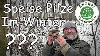 Speise Pilze im Winter - Austernseitling und Samtfußrübling ohne Ende