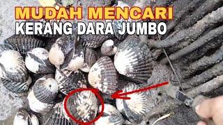 Cara mencari Kerang Dara jumbo di pinggir  Pantai buat pemula